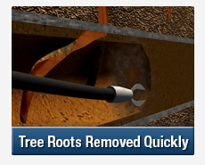Tree Root Intrusions Warriewood